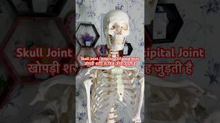 Skull Joint  AtlantoOccipital joint  खोपड़ी गर्दन पर किस जगह जुड़ती है shorts viralshort [upl. by Reger815]