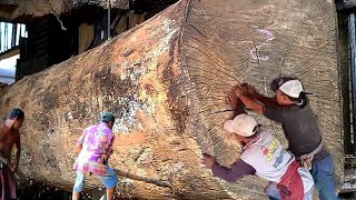 sawmill Amazing Wood Cutting Skills  Gmelina Woodworking Factory You Must See [upl. by Carey]