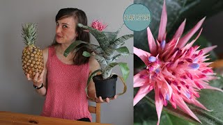 BROMELIAD easy houseplantAechmea fasciatatips and trickspropagating pupsgrowing [upl. by Enylcaj]