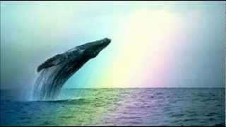 Whales amp Dolphins  Natural Sounds [upl. by Alwin]