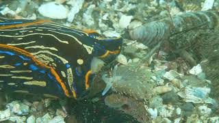 Navanax eating opalescent nudibranch [upl. by Dwaine]