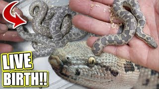 LIVE BABY SAND BOAS BORN CLOSE CALL SNAKE BITE  BRIAN BARCZYK [upl. by Church]