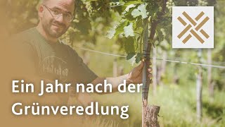 Ein Jahr nach der Grünveredlung  Weingut SingerBader [upl. by Htederem]