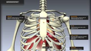 Cardiovascular System Location of the heart [upl. by Diarmid]