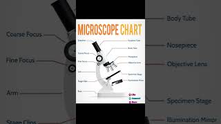 Realistic Microscope Parts Infographic Presentation Chart [upl. by Norvan]