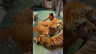 This man lives with lions 😲 shortsvideo [upl. by Mairb]