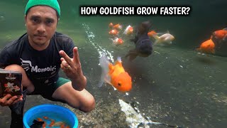 HOW MY GOLDFISH GROW FASTER  MABISANG PARAAN PAGPALAKI NG GOLDFISH [upl. by Ailev]