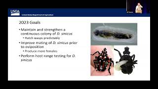 Parasitoid Wasps as Biocontrol  SLF Summit 2024 [upl. by Hancock]