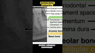 Anatomía Dental Radiográfica shorts anatomiadental radiologiadental radiologiaodontologica [upl. by Gosnell990]