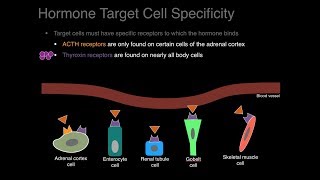 Endocrine system overview [upl. by Nickerson]