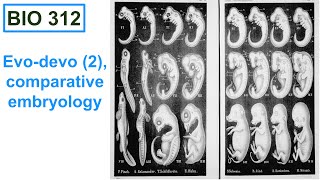 EvoDevo 2 comparative embryology [upl. by Knick]