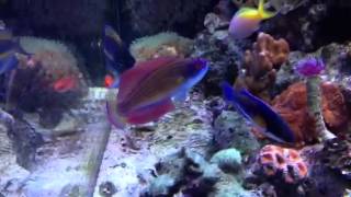 Red sea 8 line flasher wrasse [upl. by Imeaj]