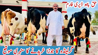 Haq Bahoo Dairy Farm  Garlando Cows And Jersey Cows  Red Friesian cows  23 March 2024 [upl. by Aeirdna]