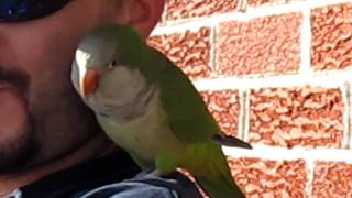 Quaker Parrot Wilson talking Alma Arkansas [upl. by Kaete]