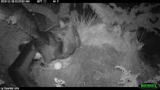 Southern Giant Petrel attacking breeding Atlantic Yellownosed Albatross on Gough Island [upl. by Yecrad]