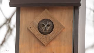 Owlcam Sawwhet owls Feb 1 2024 live stream [upl. by Laehctim]