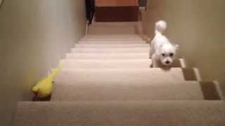 Parrot vs Dog Stairmaster [upl. by Newby]