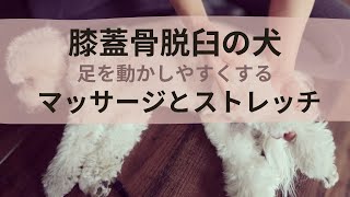 【膝蓋骨脱臼の犬】足を動きやすくするマッサージとストレッチ Massage amp Stretch Routines for Dogs with Luxating Patella [upl. by Auqinom567]