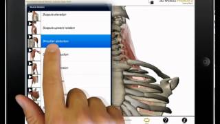 Watch neck flexion shoulder abduction and knee flexion in Muscle Premium [upl. by Eirek]