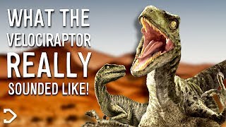 What Did The Velociraptor REALLY Sound Like [upl. by Vilma690]