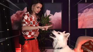 The FASTEST Dog Trainer ASMR 🐶 [upl. by Derag]