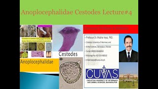 Anoplocephalidae Cestodes Lecture4 [upl. by Atteynod]