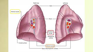 Akciğer Anatomisi Pulmones [upl. by Mahla158]