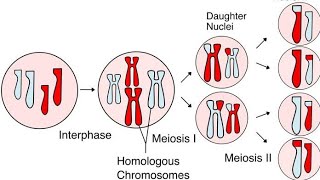 Meiosis [upl. by Ahtebat]