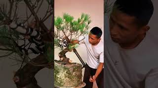 THE BEAUTY OF EACH BONSAI POT AND HOW TO Prune bonsai bonsaiideas bonsaitree [upl. by Mungo647]