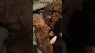 Tha gang puppy pitbull puppies babys kids 😂 [upl. by Nauh]