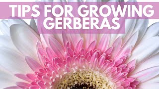 Grow Gerberas for profit [upl. by Sitarski]