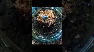 Ants World 😍😍 satisfyingvideo ants timelapse [upl. by Picker]