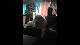 Babysat my daughters big guy greatpyrenees greatpy [upl. by Najtsirk]