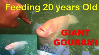 My 20 Years Old Massive Giant Gourami Feeding and Playing [upl. by Ardnal]