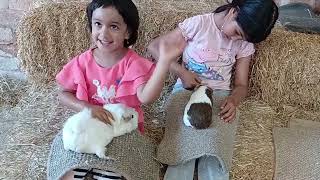 Stonehurst Farm trip with Family family farm farmanimals kids vacation leicestermcc [upl. by Kuebbing536]