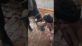 A buffalo herdsman carefully feeding the buffalo [upl. by Yenhoj]