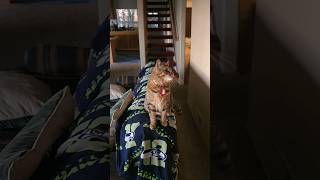 Watch this cat spin his head 30 times lol cats cute [upl. by Tychon]