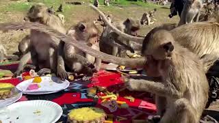 Thai monkey festival returns [upl. by Hessler]