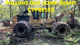 Pulling some giant cypress with the 620D Tigercat swamplogging [upl. by Nnylylloh623]