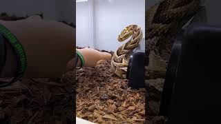 Slow motion venomous puff adder bites human hand [upl. by Rebm]