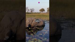 Discover the Okavango Deltas Magic [upl. by Leff]