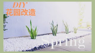 DIY巧改花园一角｜种上虎皮兰｜分享改造过程｜虎皮兰花园｜Design my garden｜Lifestyle [upl. by Latrina]