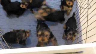 Miracle Yorkies Felicity Yorkie puppies [upl. by Atilal]