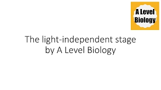 The Lightindependent Stage  Photosynthesis  A Level Biology [upl. by Asereht439]