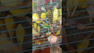 Bangor birds remove viralreels viralvideo video viralshorts bdbird [upl. by Paryavi]