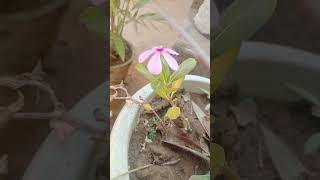 Plant of Periwinkle💗💗 sadabaharshashigarden ytshorts 💗 [upl. by Liatris]