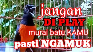 MURAI BATU GACOR BONGKAR ISIAN √√ masteran murai batu [upl. by Olen]