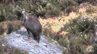 Tahr Hunting New Zealand [upl. by Egrog]