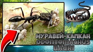 ODONTOMACHUS BAURI  самые быстрые мандибулыкапканы [upl. by Tati]