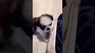 shih tzu puppies barking 🐶🐶 youtube ▶️choraup81aalavlog puppylovers viralvideo trending [upl. by Gargan]